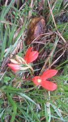 Disa cardinalis