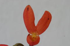Disa cardinalis