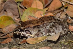 Leptodactylus labrosus