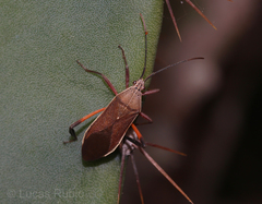 Plaxiscelis limbata