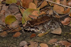 Leptodactylus labrosus