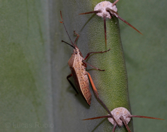 Plaxiscelis limbata