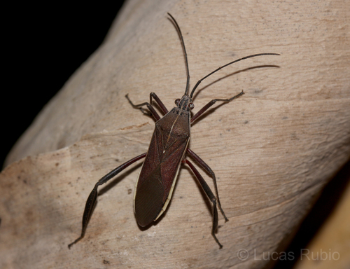 Plaxiscelis fusca