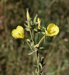 Oenothera subterminalis
