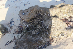 Saccostrea cuccullata