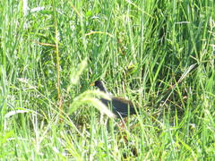 Paragallinula angulata