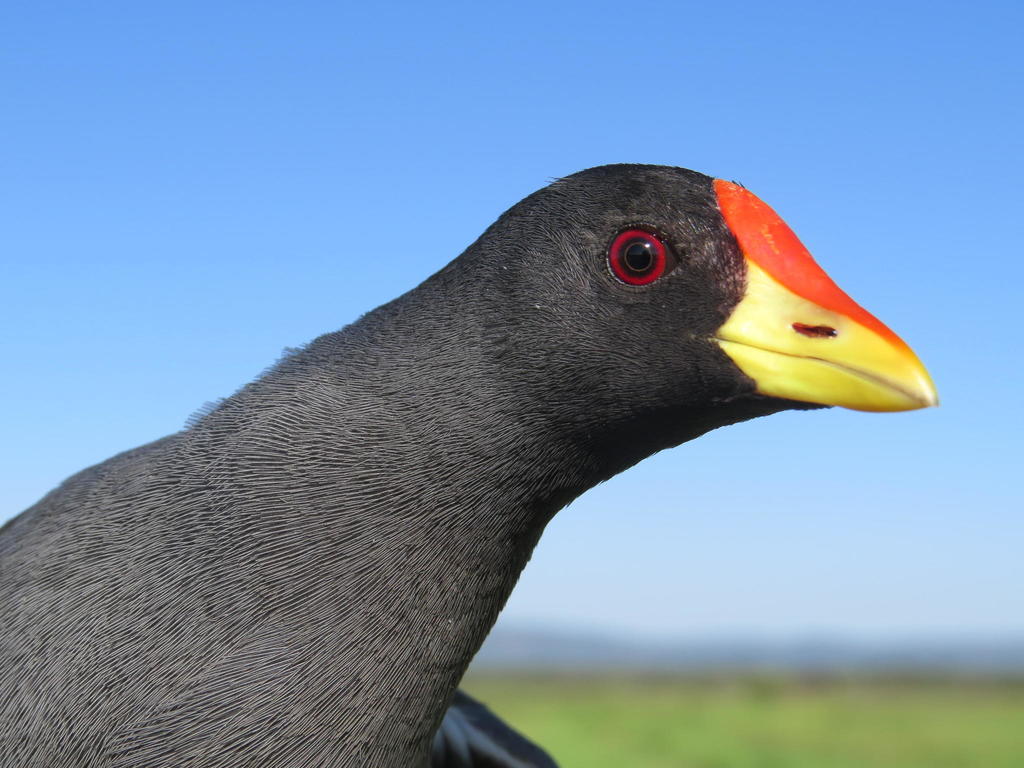 Paragallinula