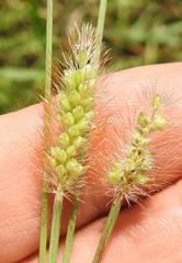 Setaria sphacelata torta