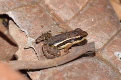 Epipedobates machalilla