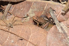 Epipedobates machalilla