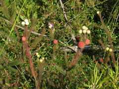 Cliffortia ferruginea