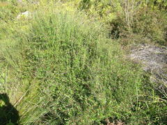 Cliffortia ferruginea