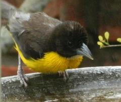 Ploceus bicolor bicolor