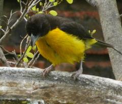 Ploceus bicolor bicolor