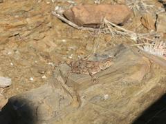 Agama anchietae