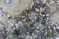 Saccostrea cuccullata