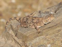 Agama anchietae