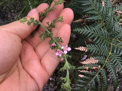 Cyanothamnus anemonifolius