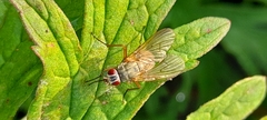Helina impuncta
