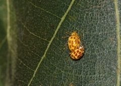 Psyllobora lutescens