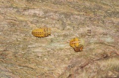 Psyllobora lutescens