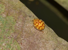 Psyllobora lutescens