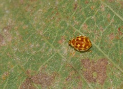 Psyllobora lutescens