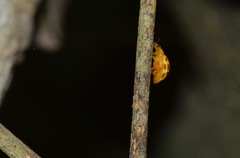 Psyllobora lutescens