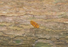 Psyllobora lutescens