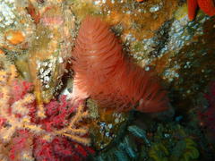 Protula bispiralis