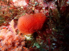 Protula bispiralis