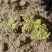 Gypsum Lichen - Photo (c) Alex Dreyer, some rights reserved (CC BY-NC), uploaded by Alex Dreyer