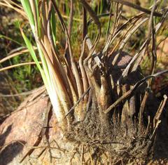 Pentameris aristidoides