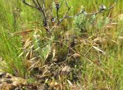 Pentameris aristidoides