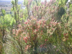 Erica curviflora curviflora