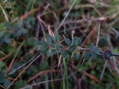 Berberis microphylla