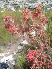 Erica curviflora curviflora