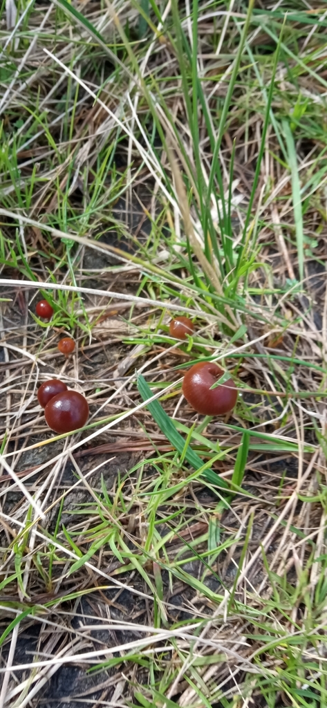 Deconica coprophila · September 2021 · photo: © victoriaprosdocimo (iNaturalist, cc-by)