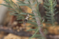 Acraspisa