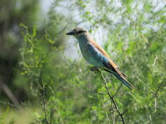 Coracias garrulus garrulus