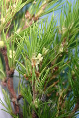 Cliffortia exilifolia