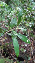 Ficus reflexa sechellensis