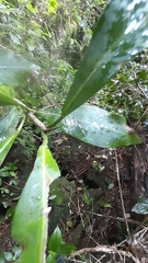 Ficus reflexa sechellensis