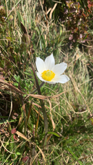 Pulsatilla alpina