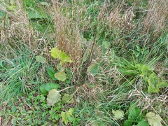 Plantago major