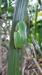 Tachycnemis seychellensis