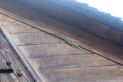 Phelsuma standingi