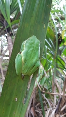 Tachycnemis seychellensis