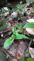 Malaxis seychellarum