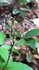 Malaxis seychellarum